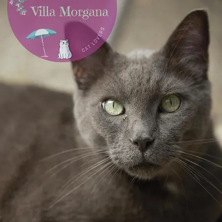 Morgana Ξενοδοχείο