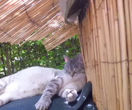 Hotel Morgana Viareggio