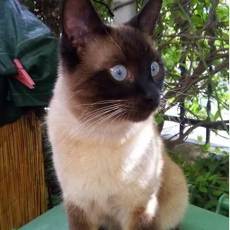 Morgana ホテル
