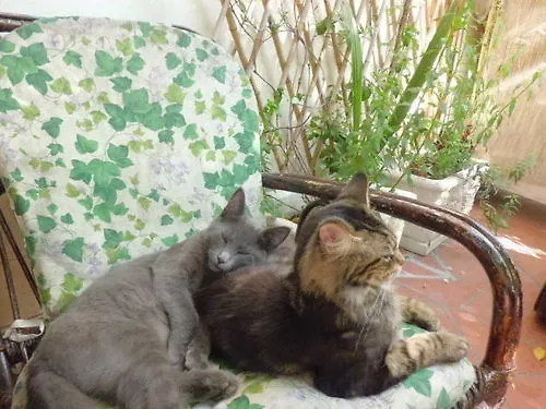 Morgana ホテル 2*