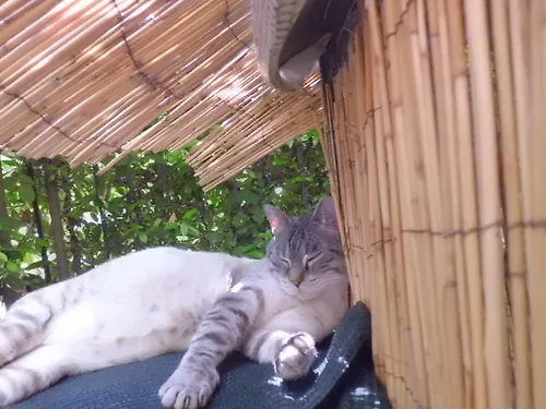 Hotel Morgana Viareggio